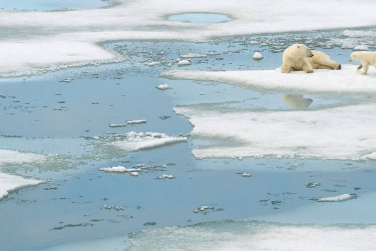 Polar bear cub and mother on forming sea ice 