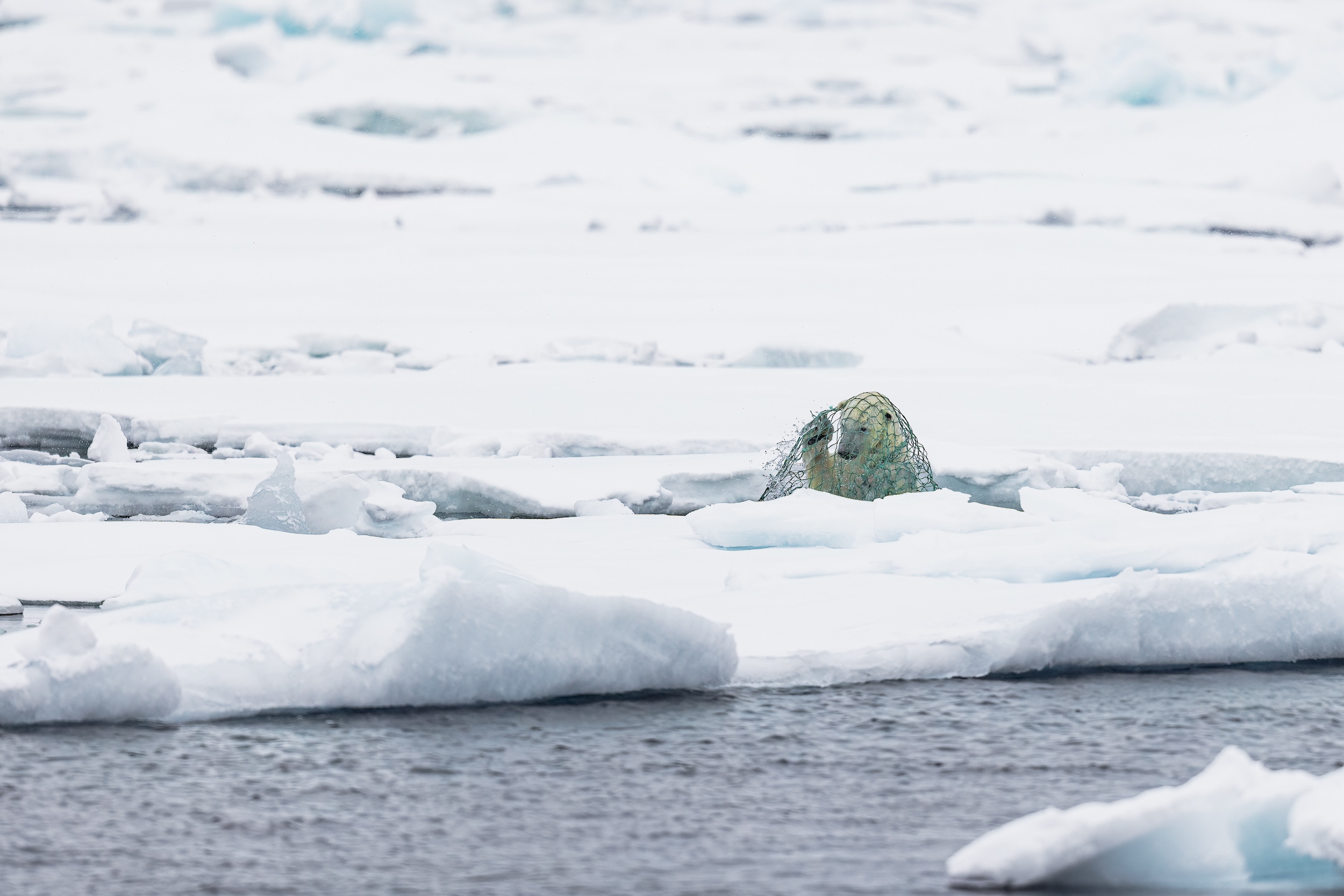 A polar bear trapped under a fishing net while swimming in Svalbard