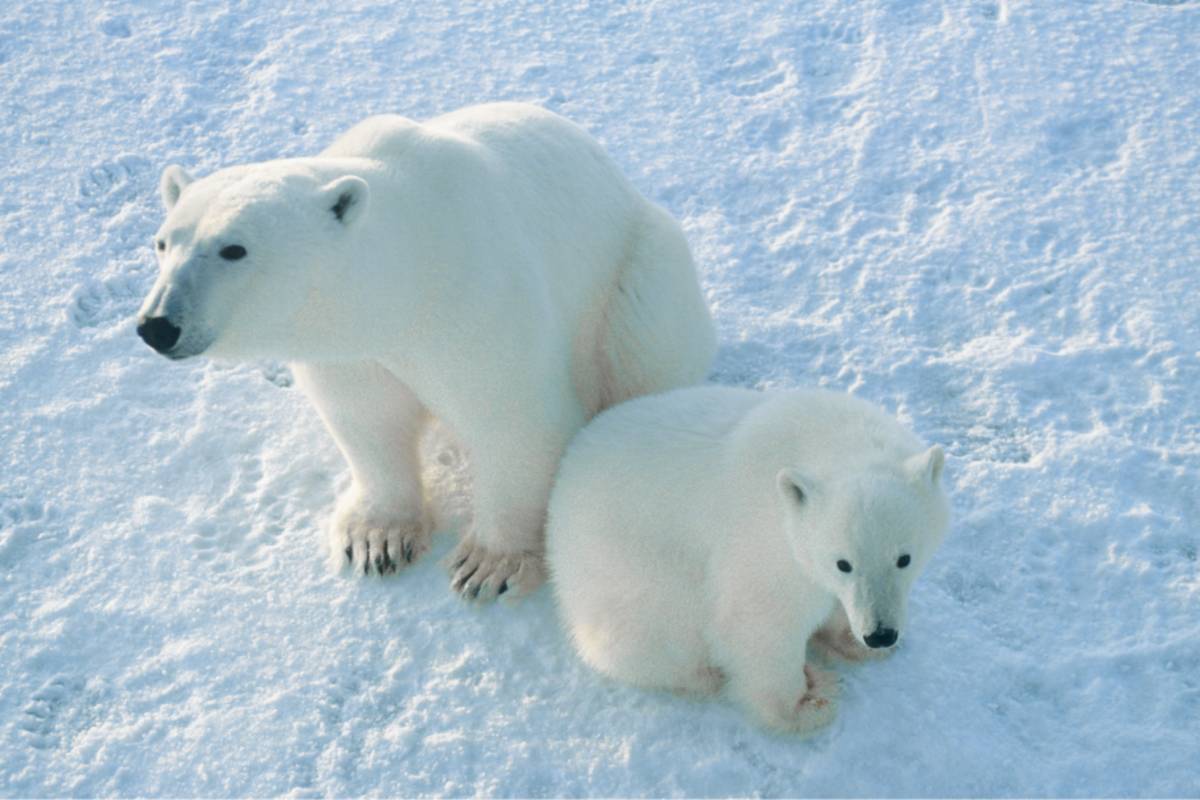 An overhead view of a mother bear and her cub sitting on ice