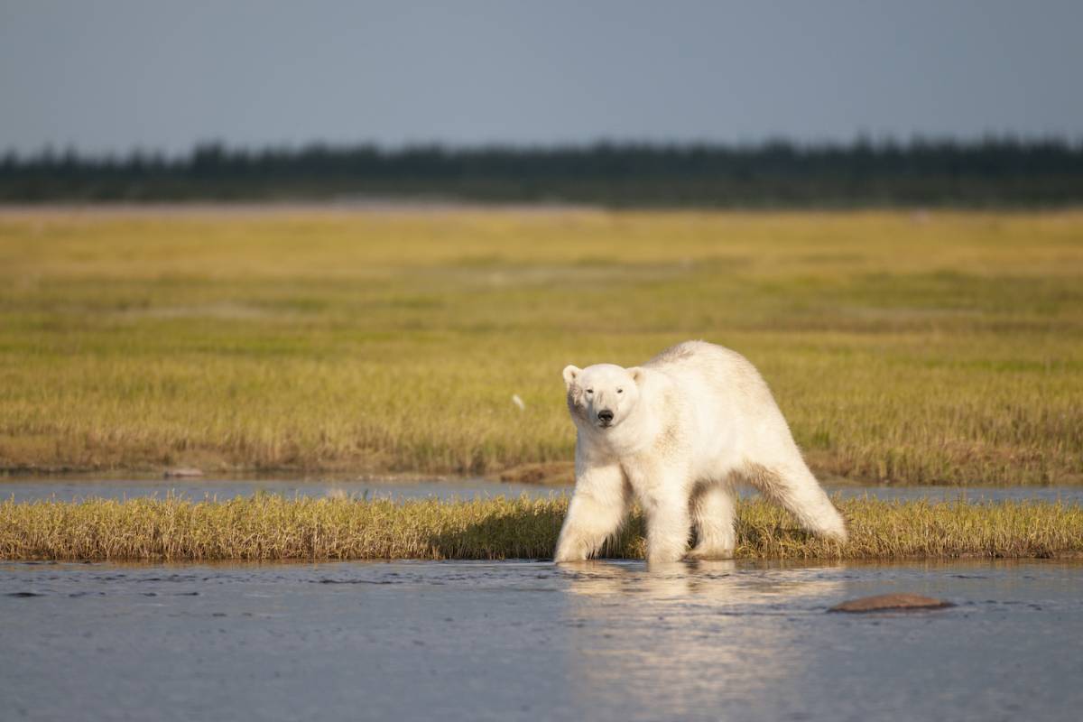 A polar bear stands near water during summer in Churchill, Manitoba