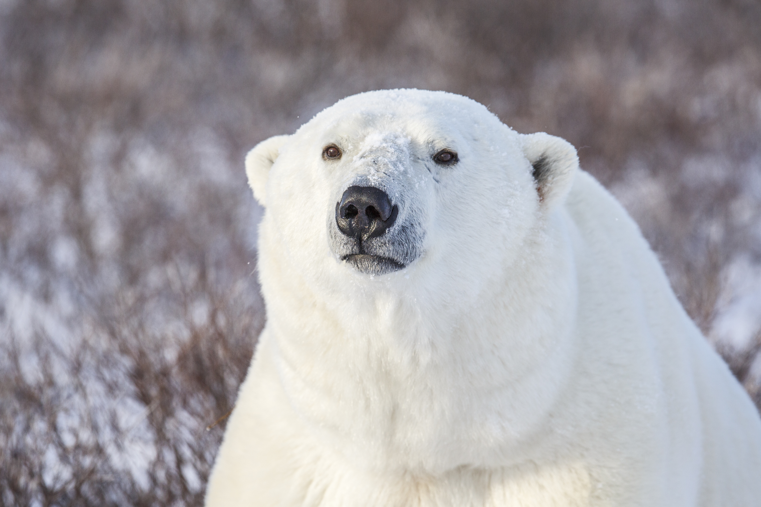 Close-up of a polar bear on land