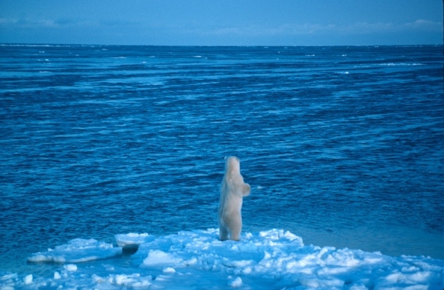 Polar bear stands on Arctic sea ice