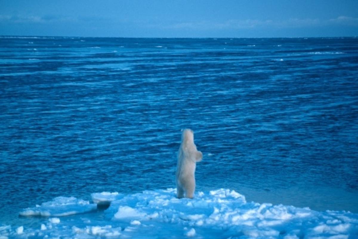 Polar bear stands on Arctic sea ice