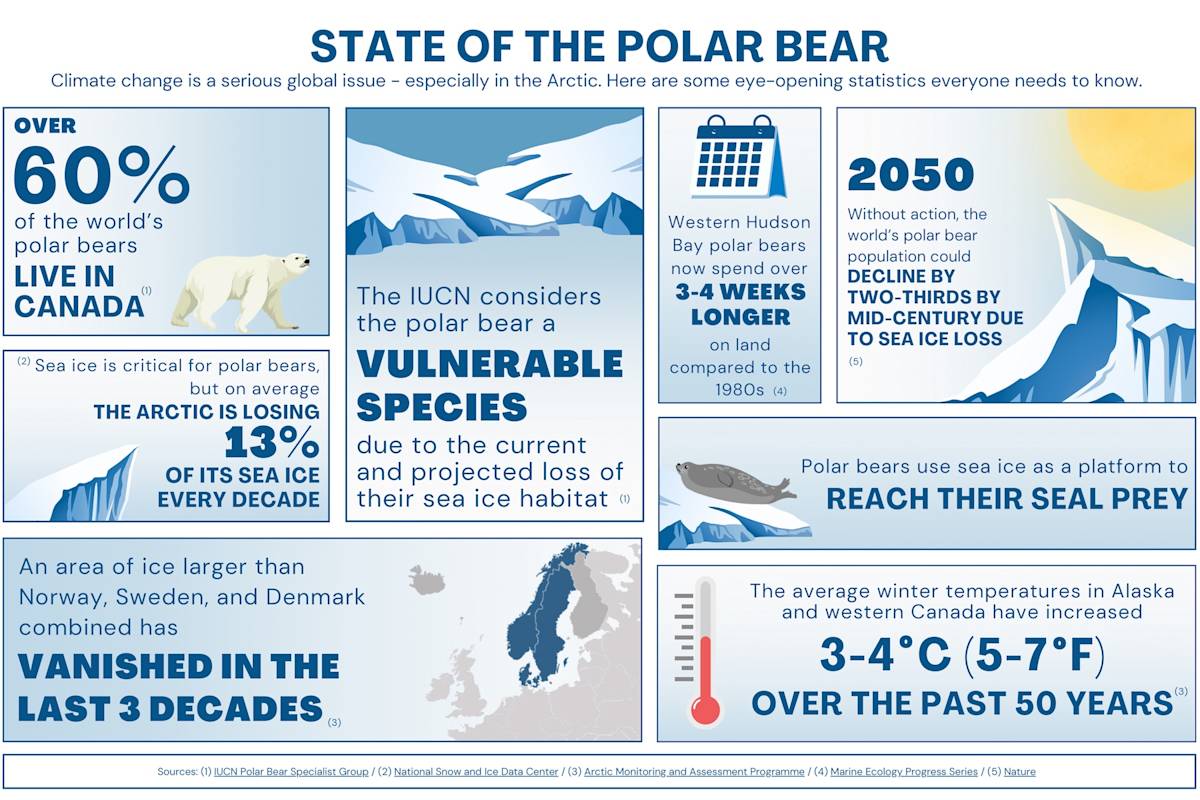An infographic with facts about current polar bear populations