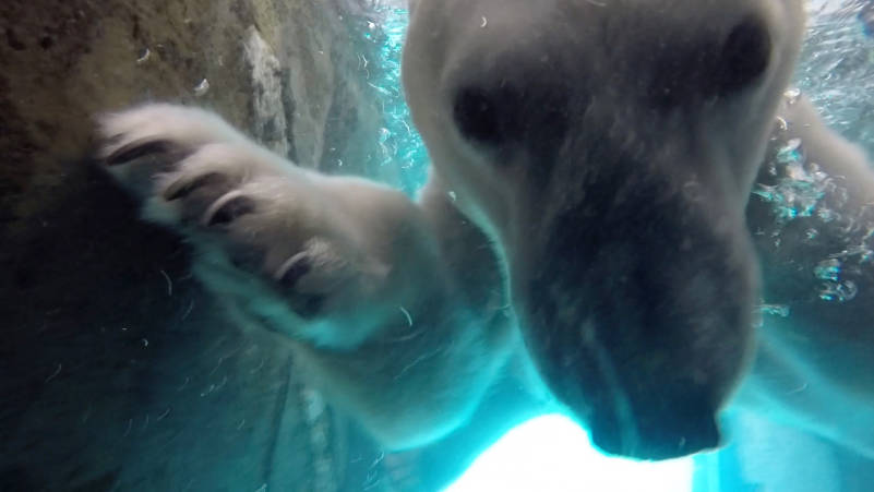 Polar bear swimming in pool