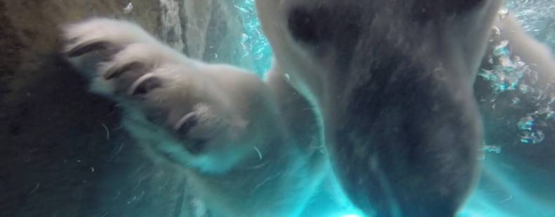 Polar bear swimming in a pool