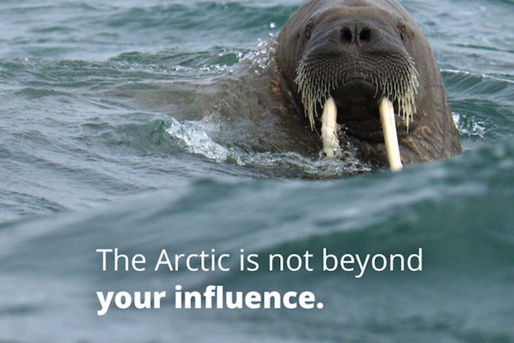 A walrus in the water with text, "The Arctic is not beyond your influence."