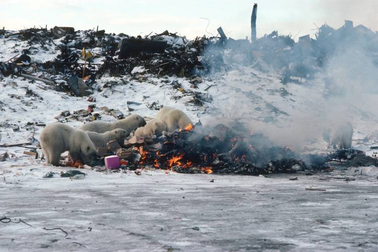 Polar bears scavenge in a trash pile that is on fire
