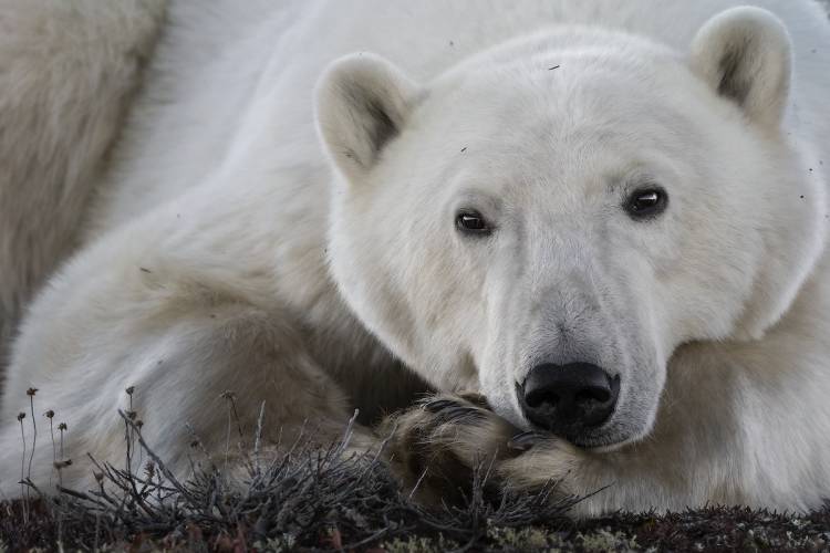 Close up of a polar bear