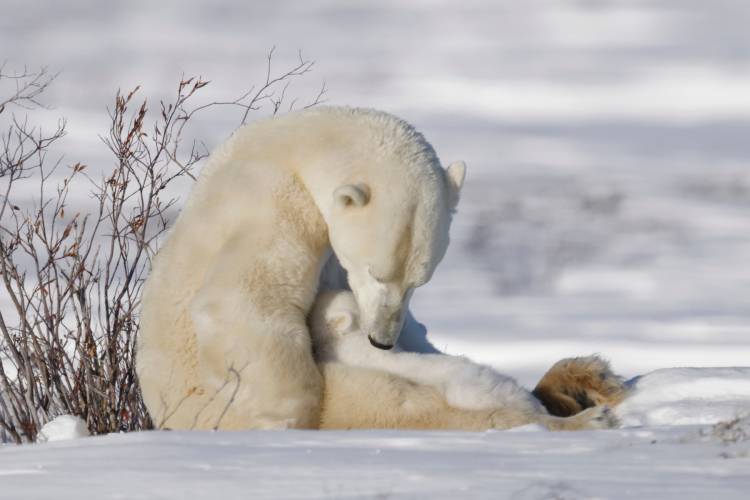 A polar bear mom nursing her cub