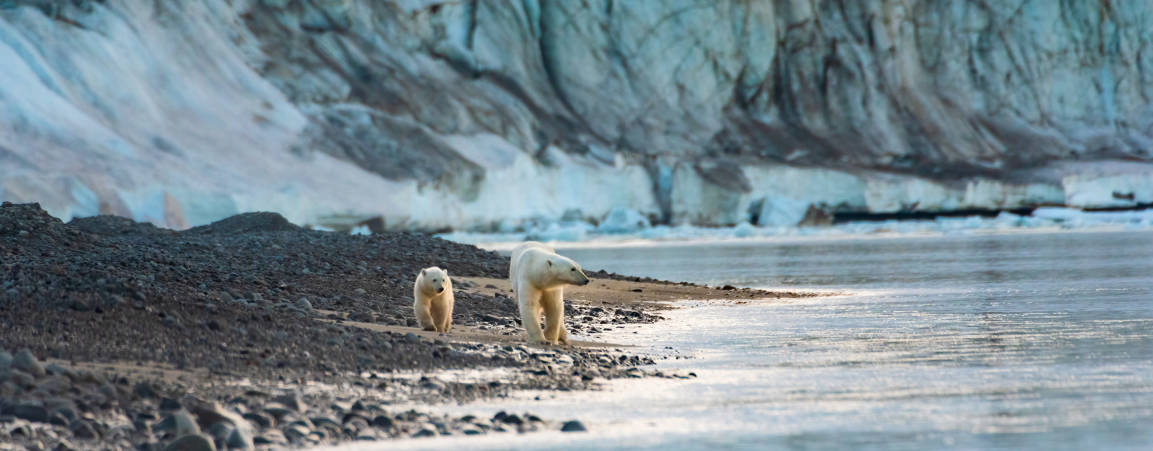 A polar bear and her cub walk along a rocky shoreline with a glacier in the background