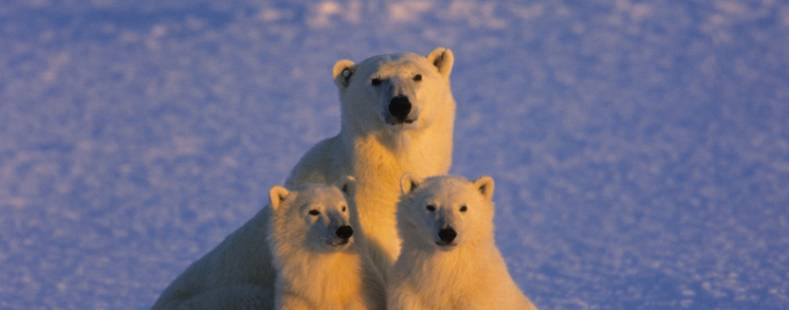 Mother bear and her cubs looking forward 