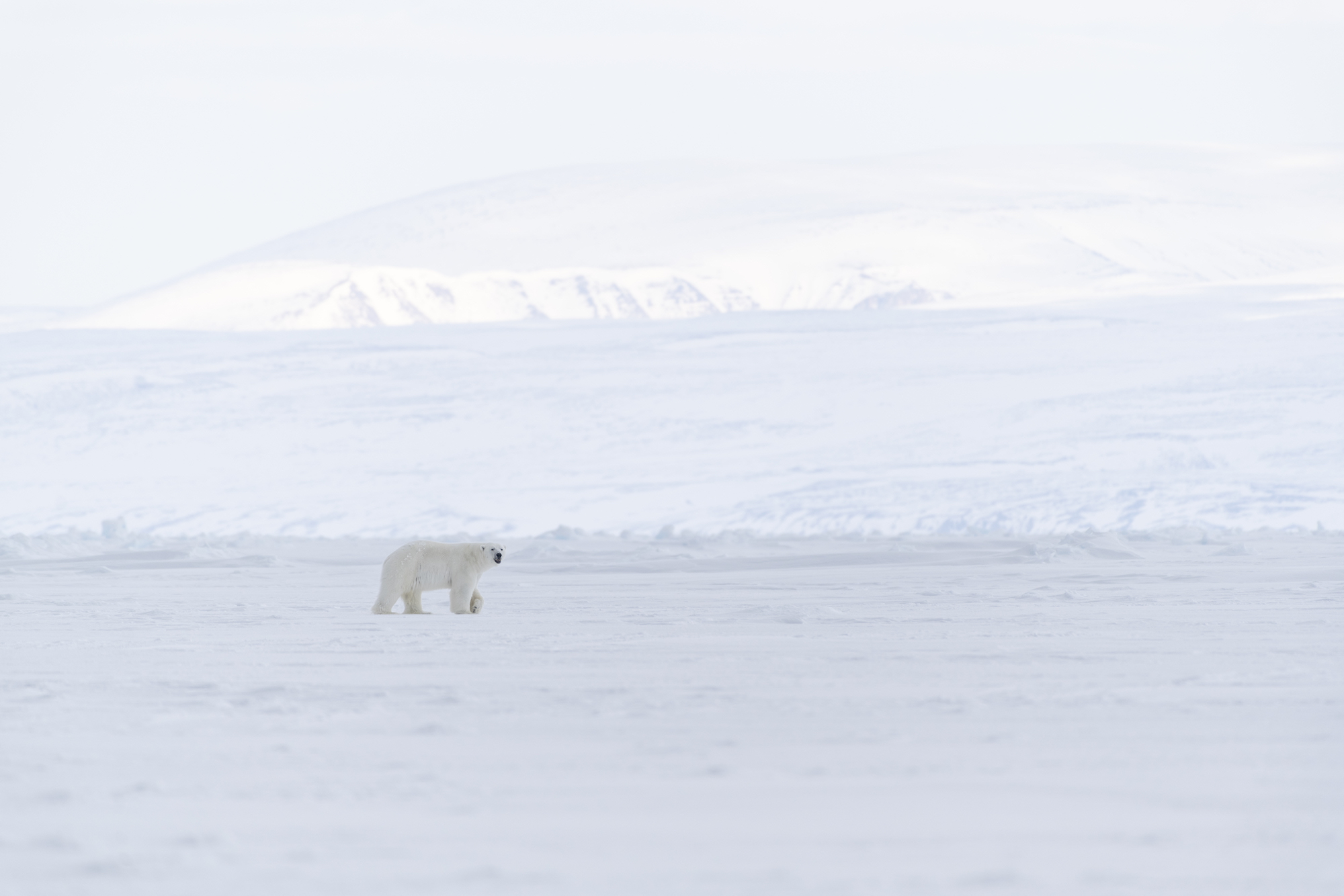 A polar bear walks along the sea ice