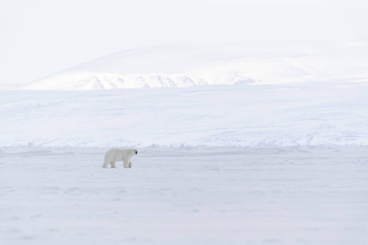A polar bear walks along the sea ice