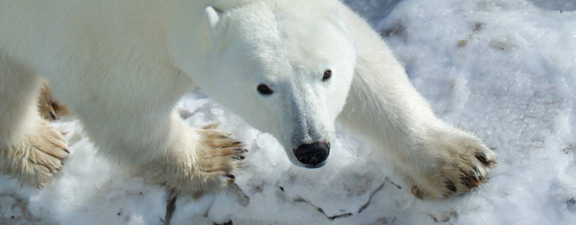 A close of up a polar bear walking by