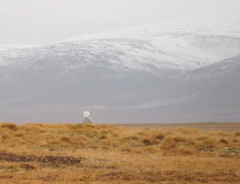 A snowy owl surveys the island's vast landscape