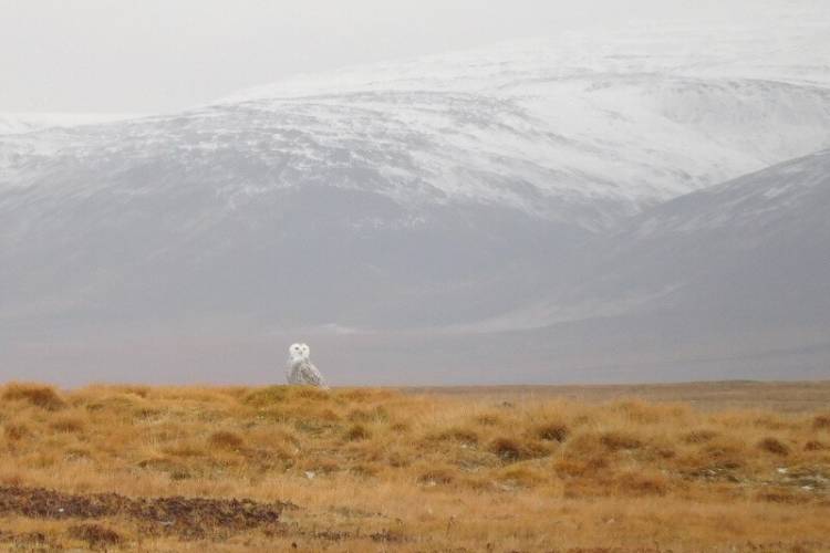 A snowy owl surveys the island's vast landscape