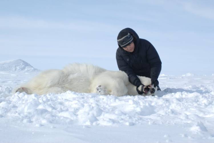 Polar Bears International's Dr. Thea Bechshoft examine's a polar bear's teeth