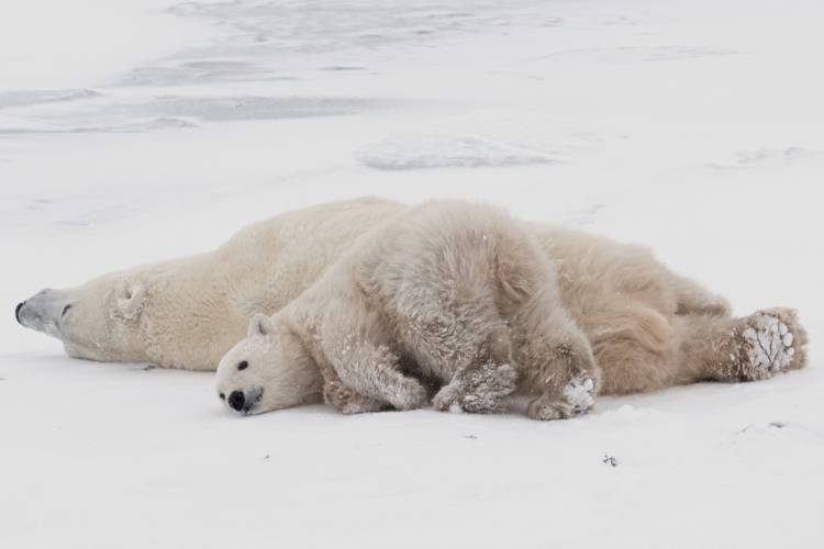 Cute polar bear cub Playing on sea ice and mom