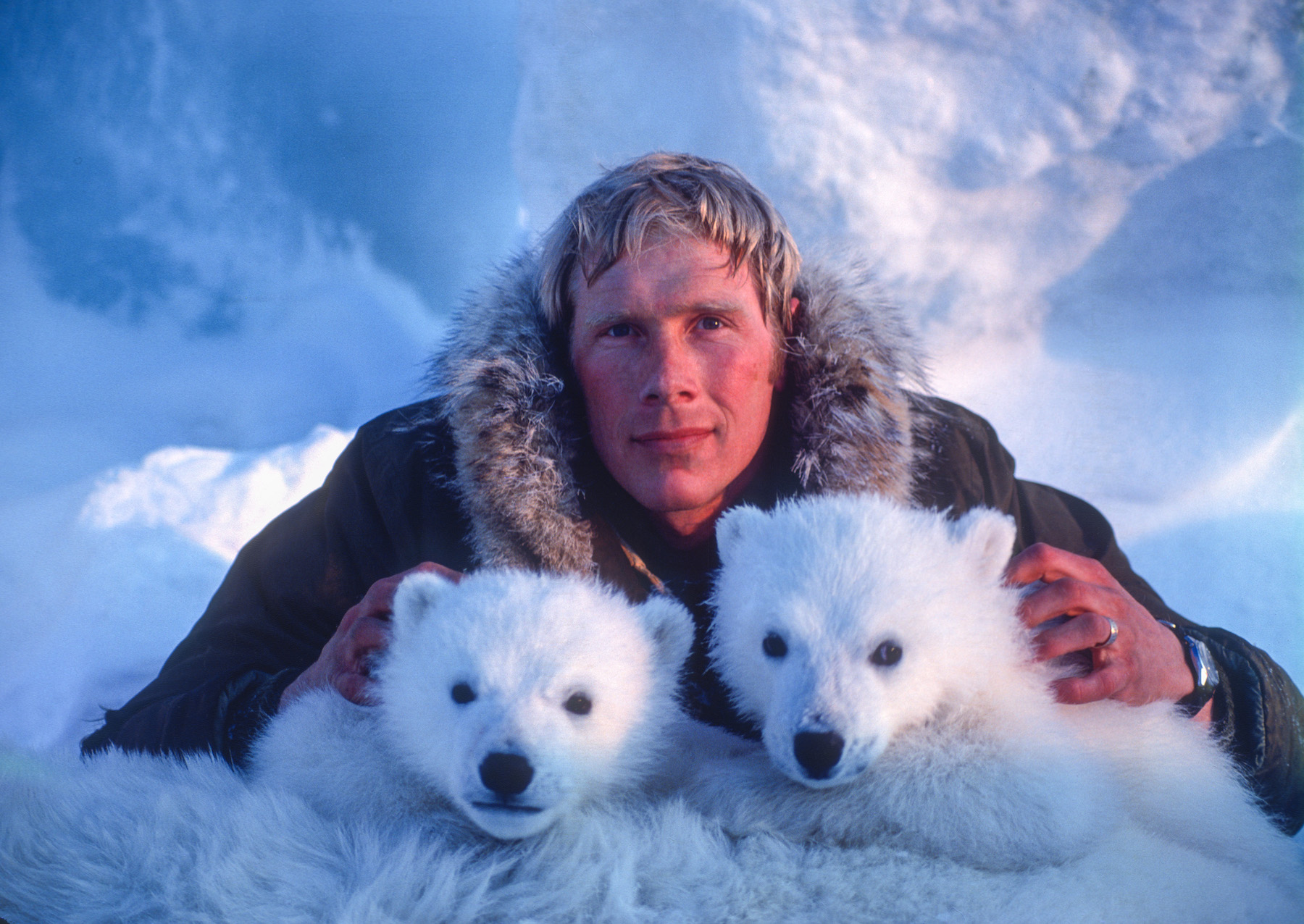 Polar bear biologist Steve Amstrup with two polar bear cubs
