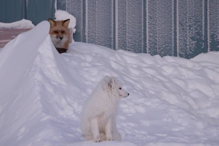 A red fox and an Arctic fox hang out together in the shadow of a building