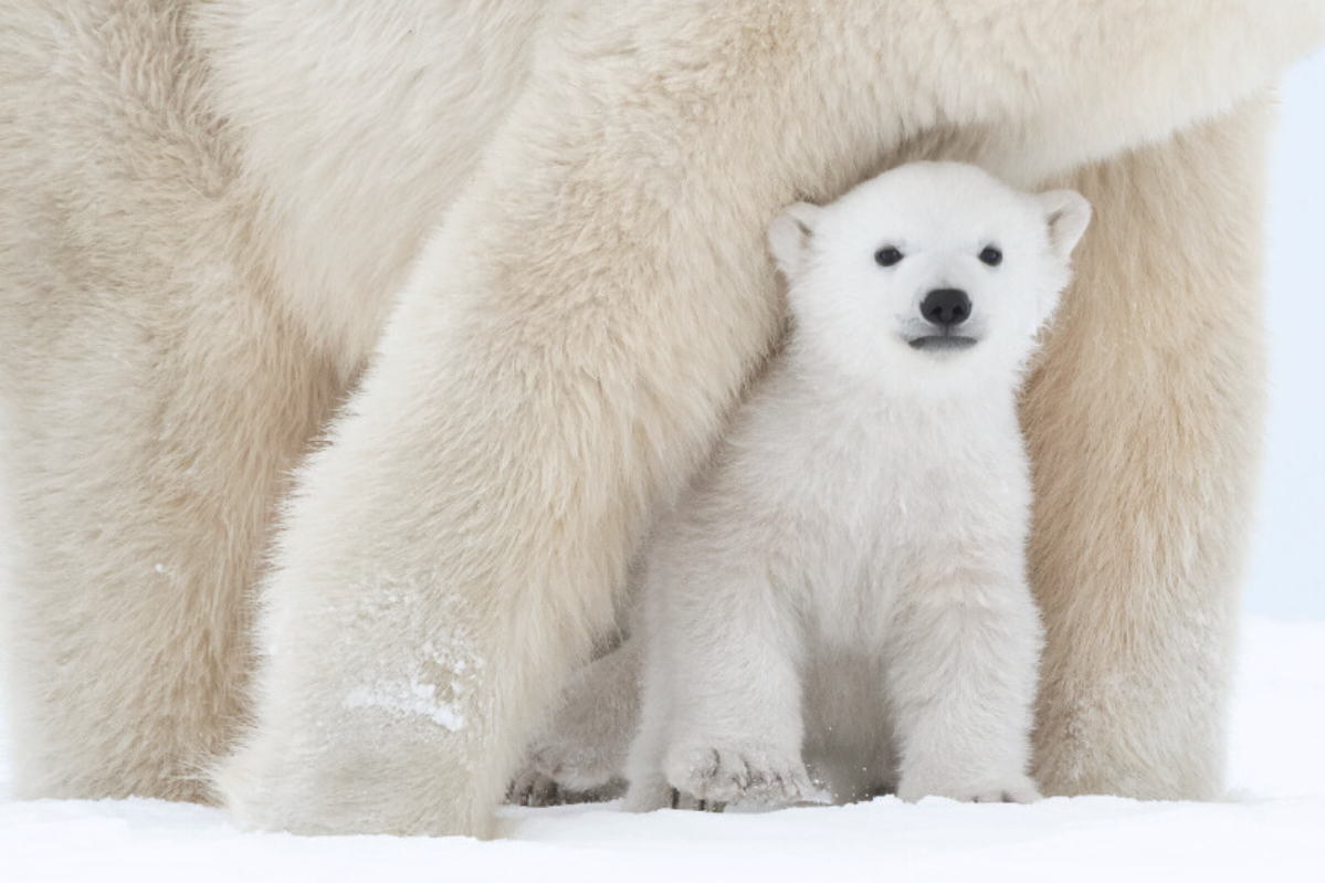 A tiny polar bear cub peeks out from under mom's forelegs.