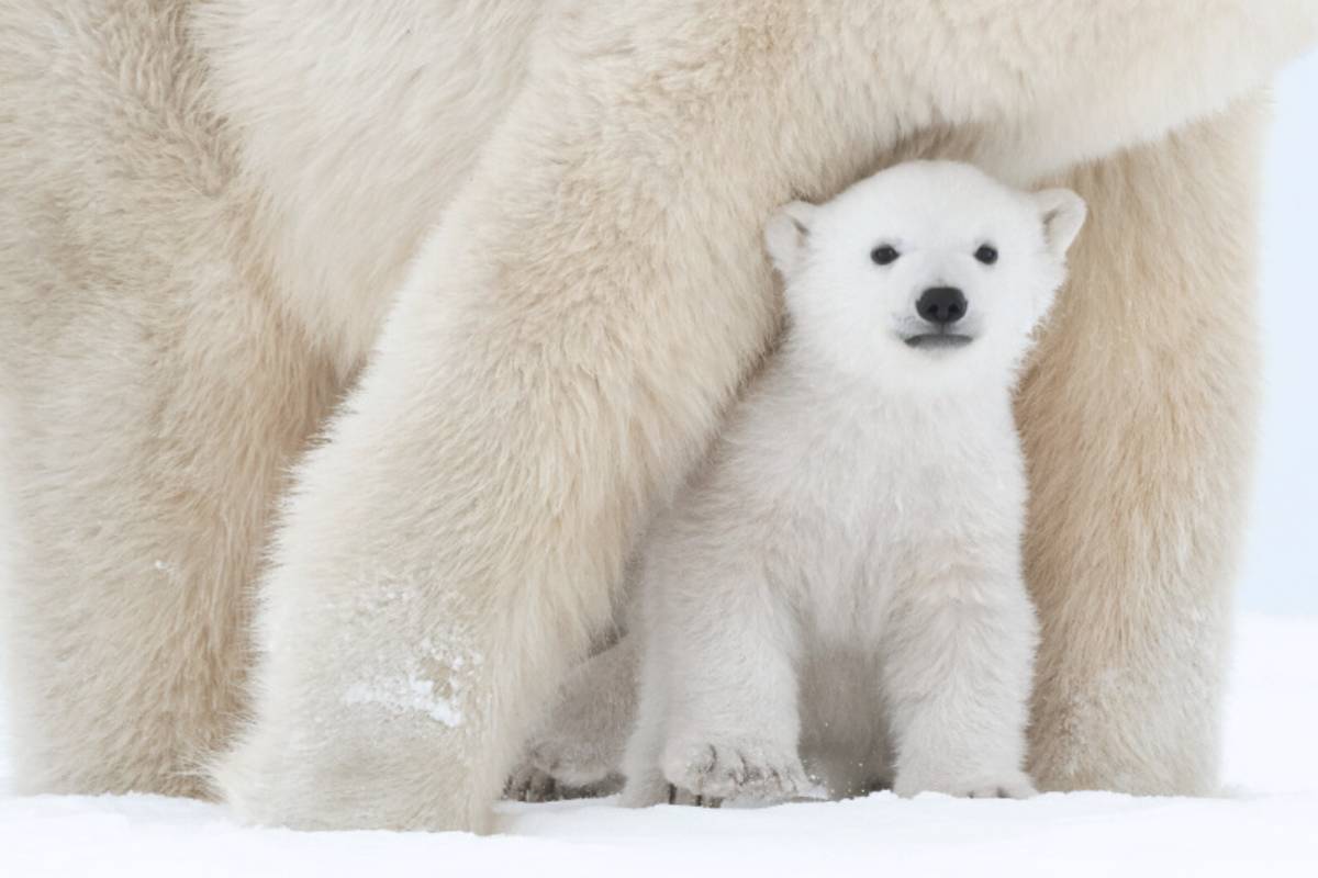 A tiny polar bear cub peeks out from under mom's forelegs.