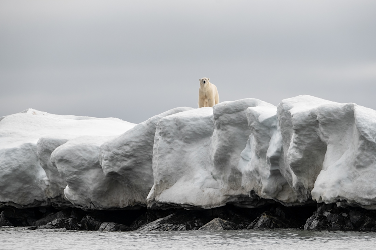 A polar bear stands on a glacier at the water's edge in Svalbard, Norway