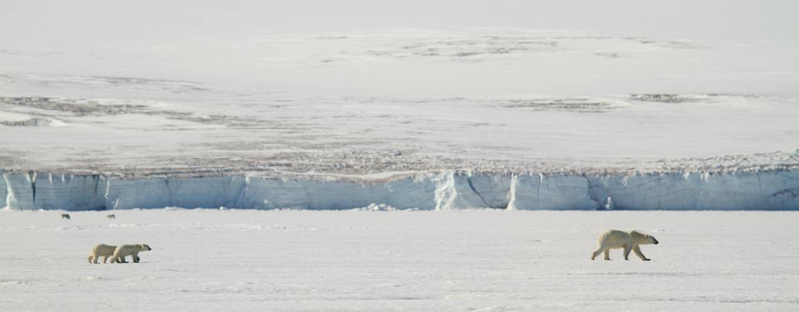 Mom and Twin Cubs On Sea Ice in Svalbard
