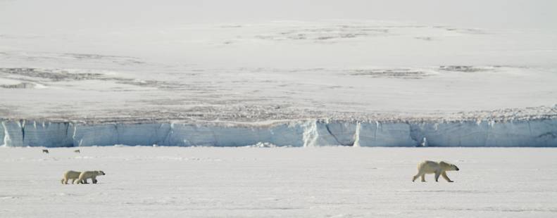 Mom and Twin Cubs On Sea Ice in Svalbard