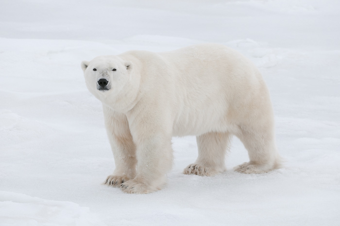 Polar Bear Biology and Genetics | Polar Bears International