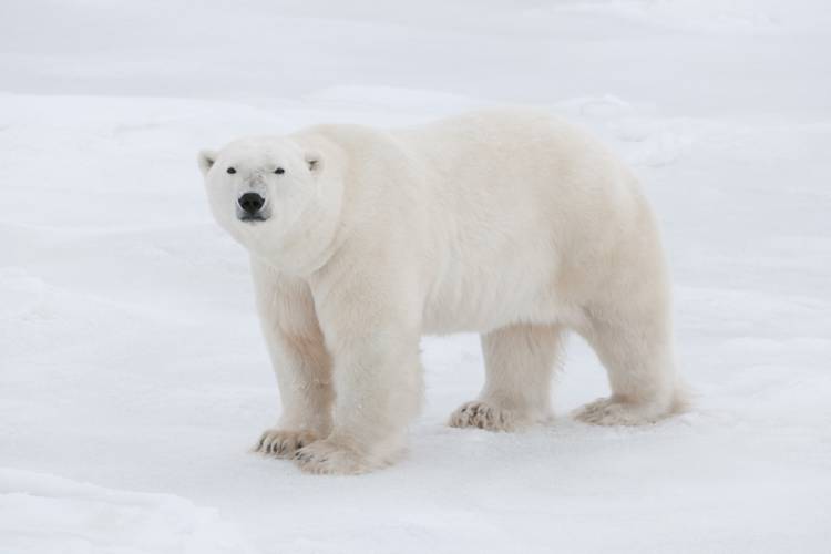 Adult polar bear on sea ice