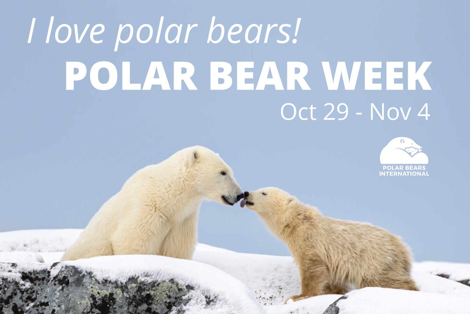 Polar Bear Week Toolkit Polar Bears International