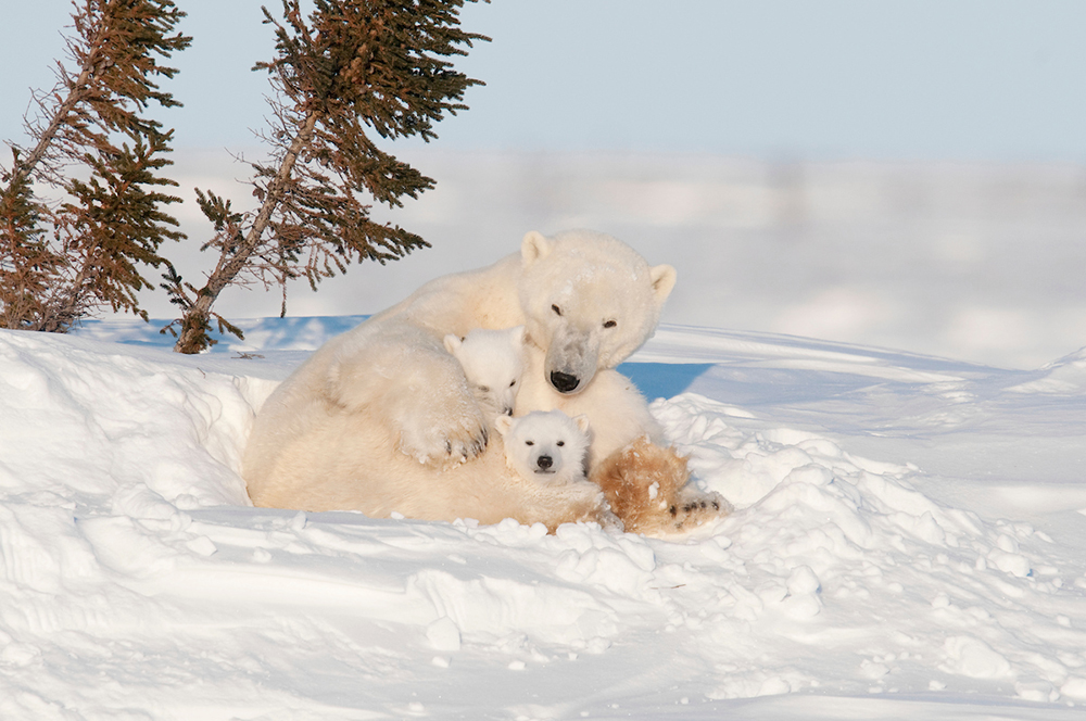 Polar bear mom and newborn cubs