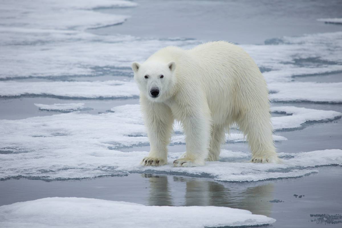 A polar bear stands on melting sea ice