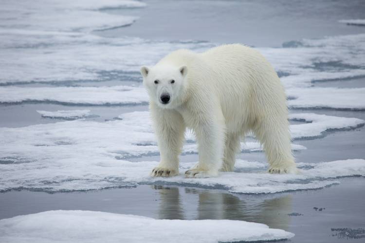 Polar bear on melting sea ice