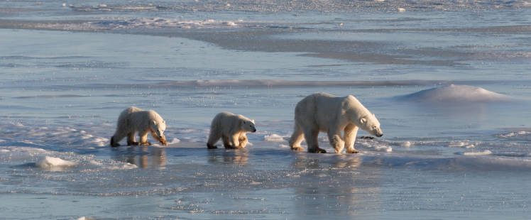Mama bear walking across the sea ice with two cubs trailing behind.