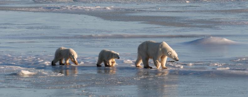 Mama bear walking across the sea ice with two cubs trailing behind.