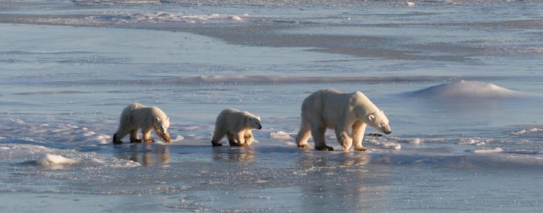 Mama bear walking across the sea ice with two cubs trailing behind.