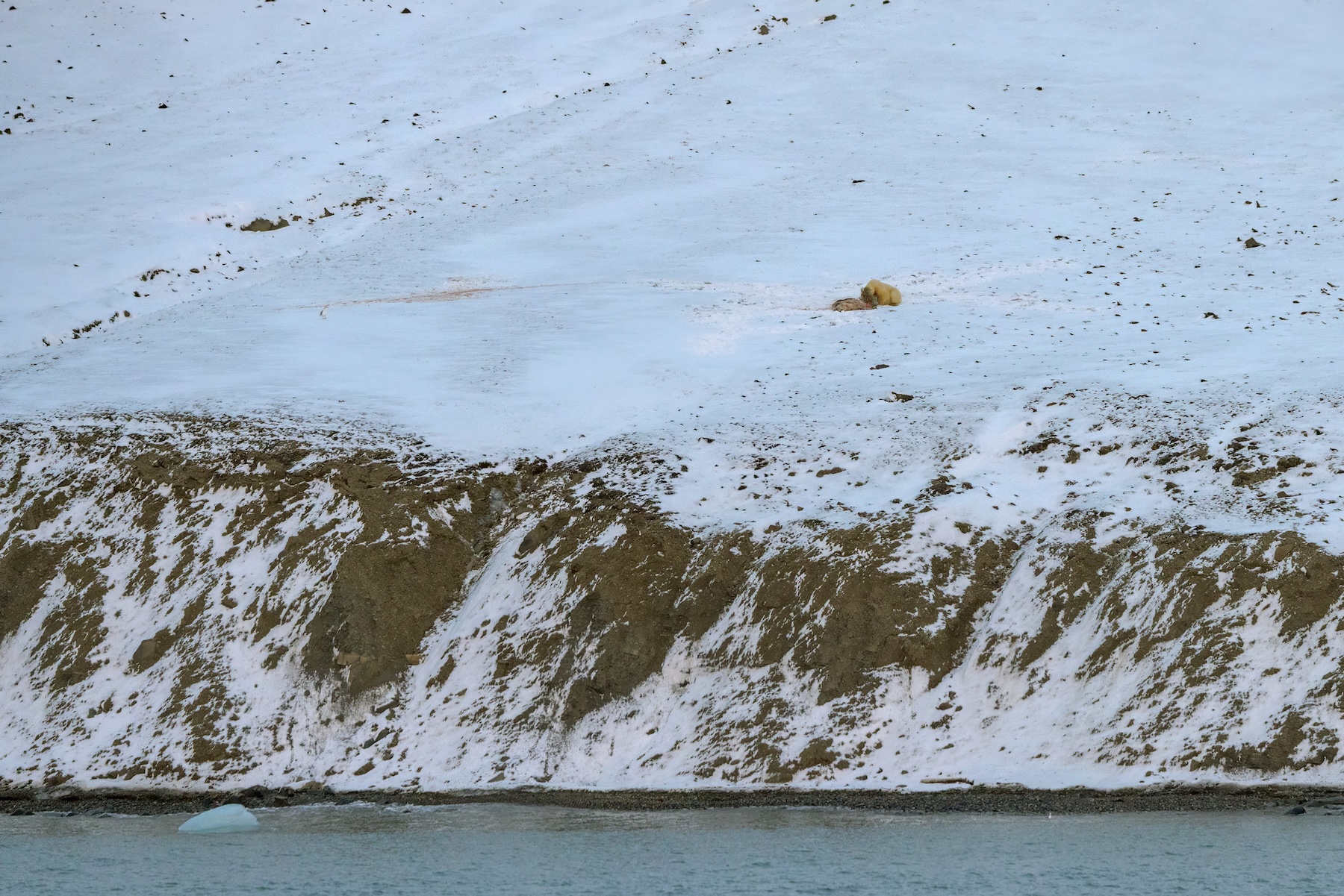 Polar bear eating a reindeer carcass stuck in a fishing net in Svalbard