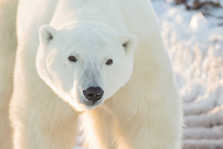 Close up of a polar bear's face
