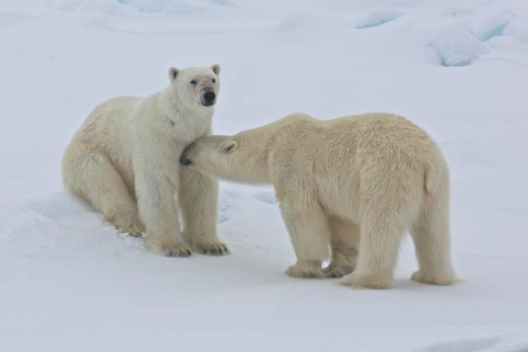 Male polar bear nuzzling female