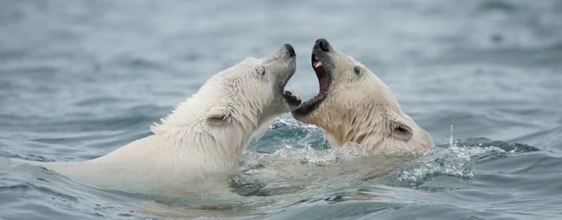 Two polar bears swimming