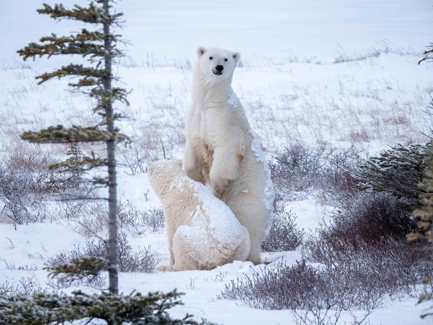 Polar bear mom with cub