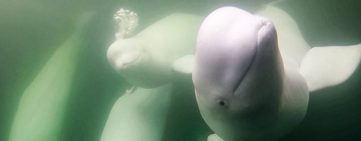 Belugas swimming underwater