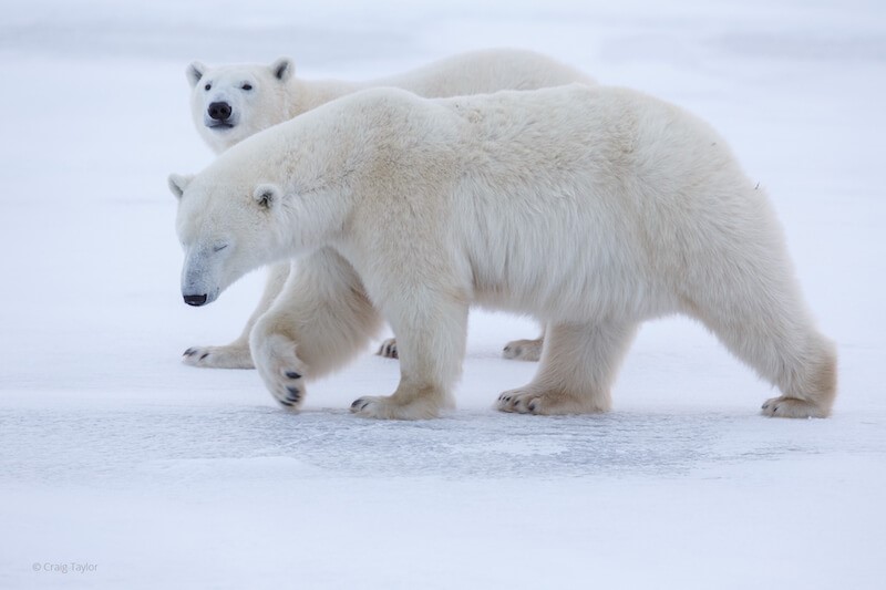 Surprising Polar Bear Facts About the King of the Arctic