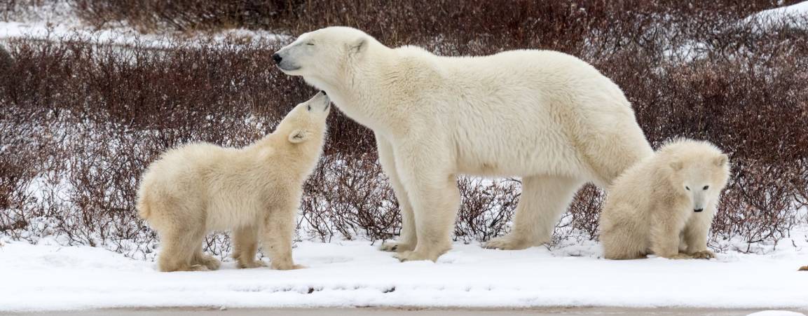 A polar bear mom and her two cubs