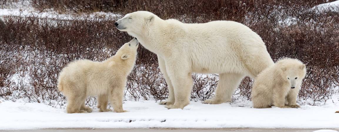 A polar bear mom and her two cubs