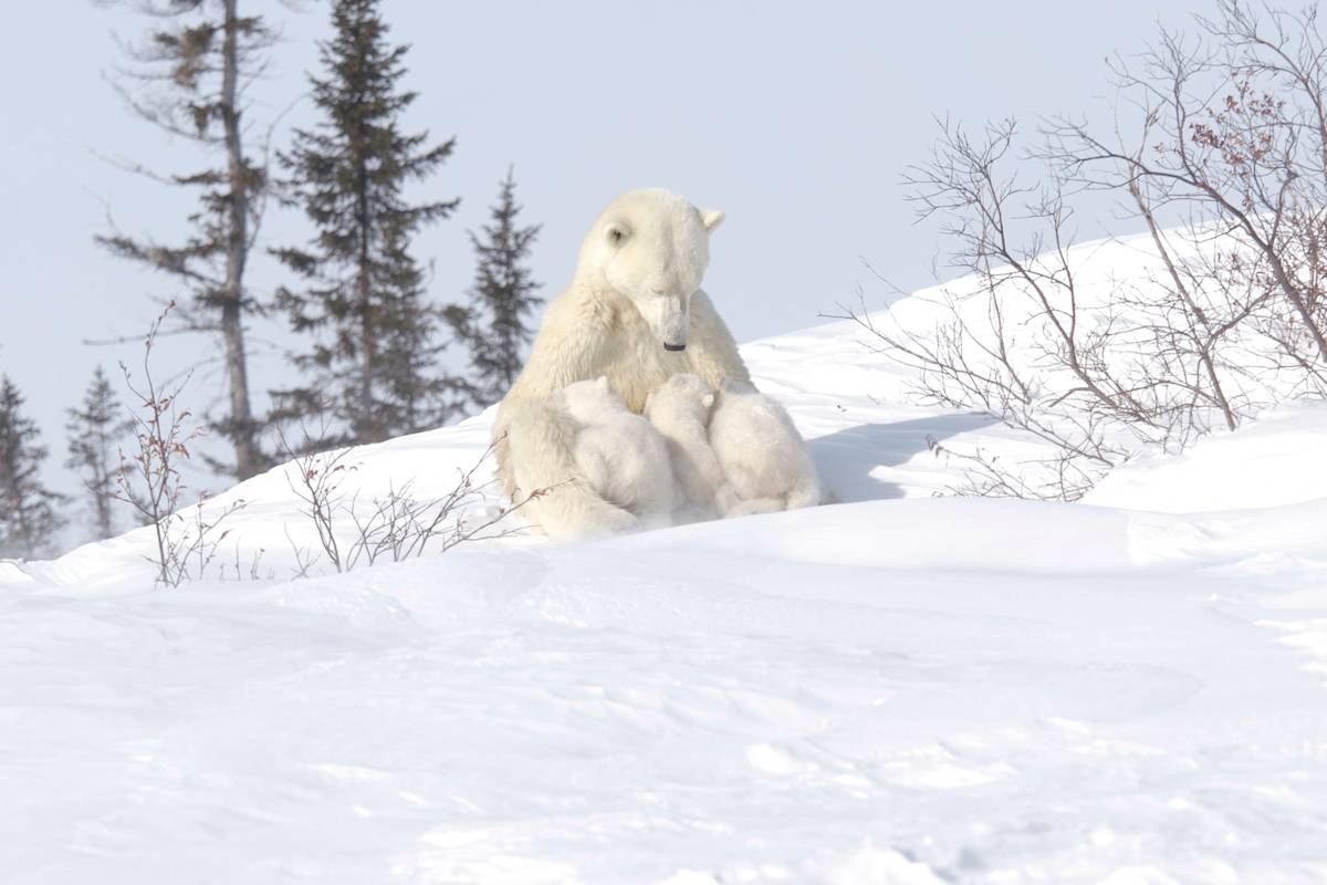 Polar bear mom nursing triplet cubs