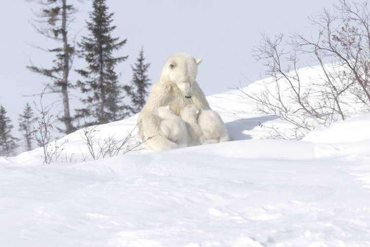 Polar bear mom nursing triplet cubs